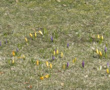2013-03-24 VI Cross MOSIR-u